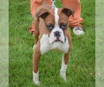 Small #4 Boxer