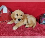 Small Photo #8 Golden Retriever Puppy For Sale in COLORADO SPRINGS, CO, USA
