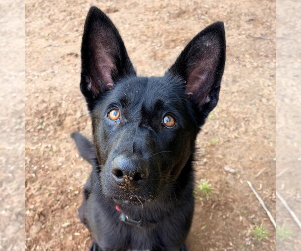 Medium Photo #4 German Shepherd Dog-Unknown Mix Puppy For Sale in Canton, CT, USA
