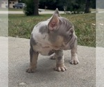Small #2 French Bulldog