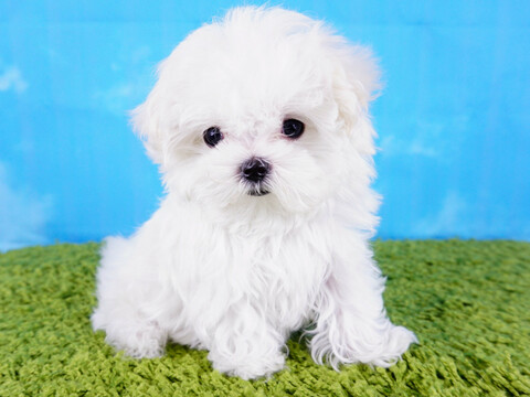 Medium Photo #5 Maltese Puppy For Sale in LA MIRADA, CA, USA