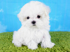 Small Photo #5 Maltese Puppy For Sale in LA MIRADA, CA, USA