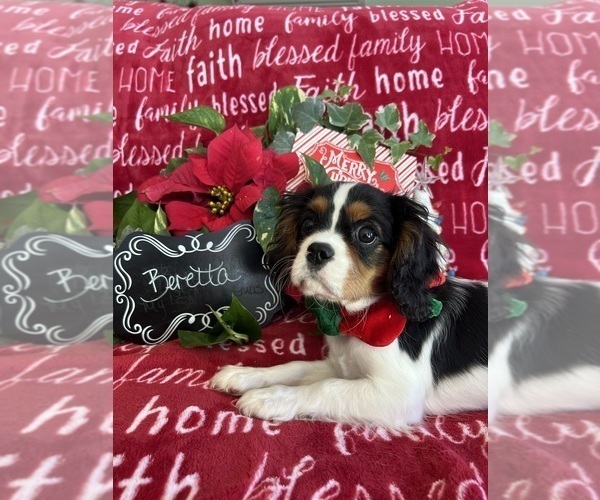 Medium Photo #1 Cavalier King Charles Spaniel Puppy For Sale in ABILENE, TX, USA