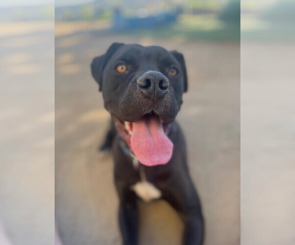 Medium Photo #3 Mutt Puppy For Sale in Goodyear, AZ, USA