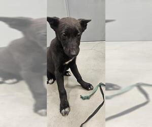 German Shepherd Dog Dogs for adoption in San Martin, CA, USA