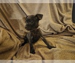 Small Photo #14 Chug Puppy For Sale in HILLSDALE, MI, USA