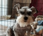 Small Photo #1 Schnauzer (Miniature) Puppy For Sale in HOLDEN, MO, USA