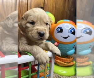 Golden Retriever Puppy for sale in NEOLA, WV, USA