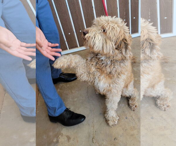 Medium Photo #3 Goldendoodle (Miniature) Puppy For Sale in Glendale , AZ, USA