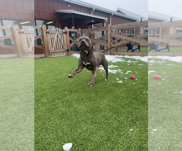 Medium Photo #4 American Pit Bull Terrier Puppy For Sale in Chestertown, MD, USA