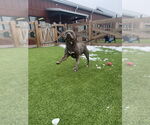 Small #3 American Pit Bull Terrier