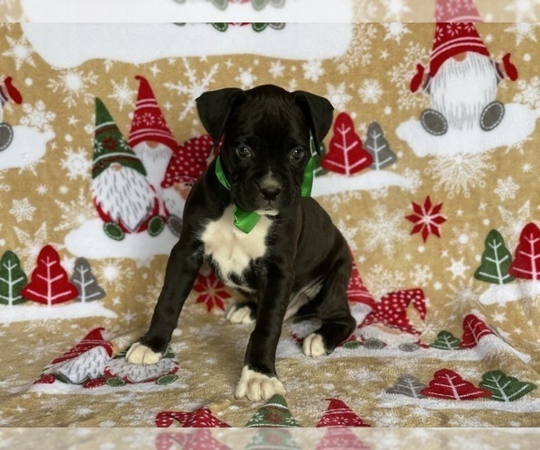 Medium Photo #4 Boxer Puppy For Sale in LANCASTER, PA, USA