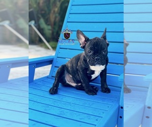 French Bulldog Puppy for sale in SAINT JOHNS, FL, USA