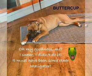 Flower Patch Litter Buttercup - Located in TX - Female German Shepherd Dog-Unknown Mix Dog for Adoption - Photo #11