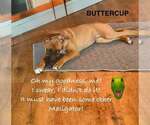 Small Photo #11 German Shepherd Dog-Unknown Mix Puppy For Sale in Imlay City, MI, USA