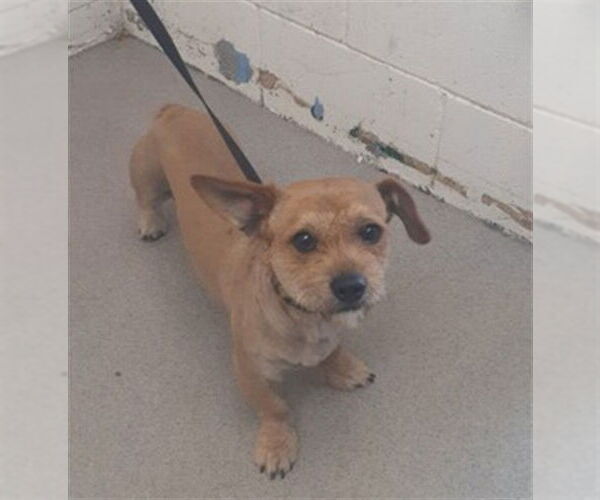 Medium Photo #1 Mutt Puppy For Sale in San Bernardino, CA, USA