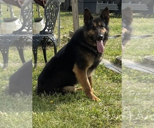 Father of the German Shepherd Dog puppies born on 07/09/2025