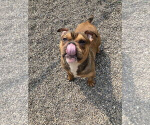 Bulldog-Unknown Mix Dogs for adoption in Attica, NY, USA