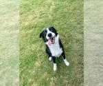 BILLY ROCKET - Male Border Collie-Unknown Mix Dog for Adoption - Small photo