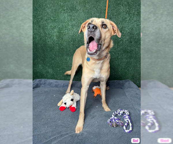 Medium Photo #4 Mutt Puppy For Sale in Elmsford, NY, USA