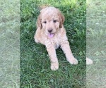 Puppy Colby Aussiedoodle