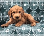 Small Photo #6 Goldendoodle-Poodle (Standard) Mix Puppy For Sale in LAKELAND, FL, USA