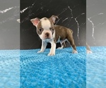 Small #19 Boston Terrier