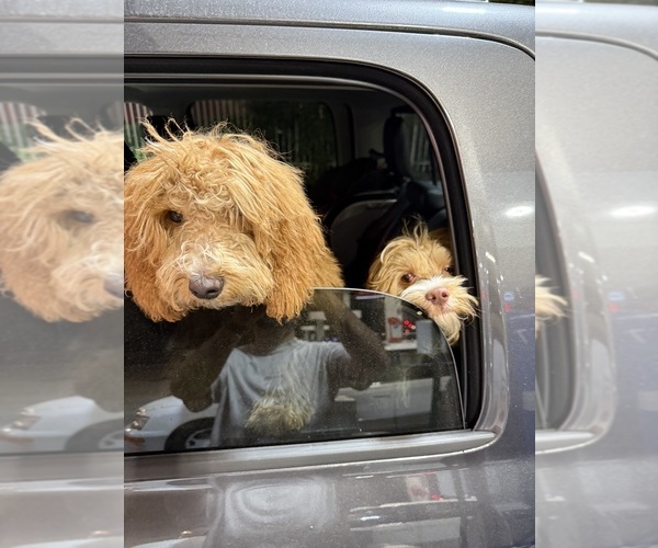 Medium Photo #2 Goldendoodle (Miniature) Puppy For Sale in PORTER RANCH, CA, USA