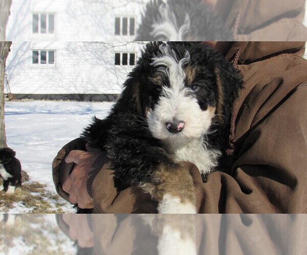 Medium Photo #3 Bernedoodle Puppy For Sale in BIG ROCK, IL, USA