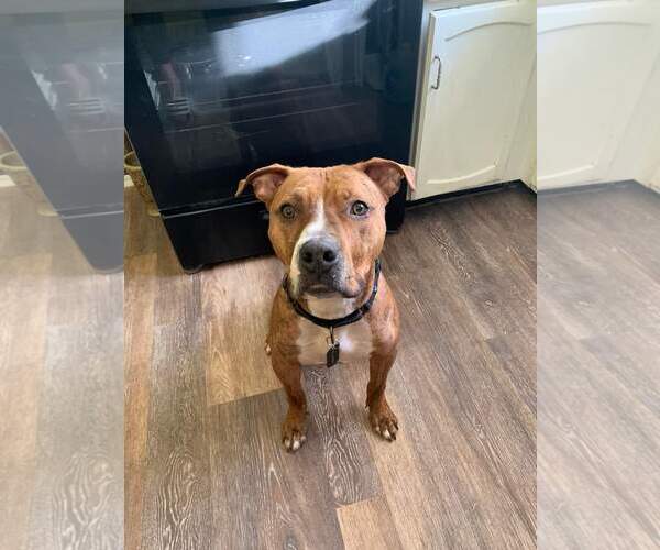 Medium Photo #12 Mutt Puppy For Sale in Crete, IL, USA