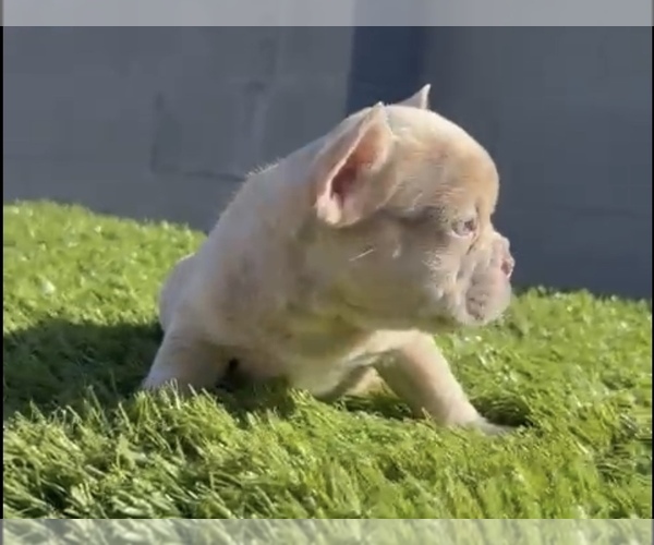 Medium Photo #5 French Bulldog Puppy For Sale in NEW YORK, NY, USA