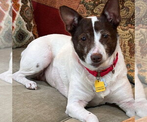 Jack-Rat Terrier Dogs for adoption in Atlanta, GA, USA