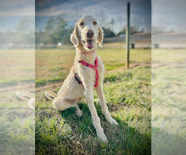 Medium Photo #1 Poodle (Standard)-Unknown Mix Puppy For Sale in Pacolet, SC, USA