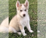 Small Photo #7 Siberian Husky Puppy For Sale in SILEX, MO, USA