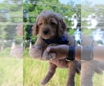 Small Photo #41 Goldendoodle Puppy For Sale in TIMBERLAKE, NC, USA