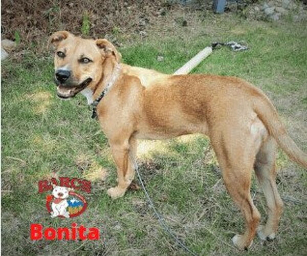 Medium Photo #1 Labrador Retriever-Unknown Mix Puppy For Sale in Calgary, Alberta, Canada