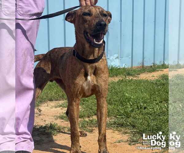 Medium Photo #3 Plott Hound-Unknown Mix Puppy For Sale in Washington, DC, USA