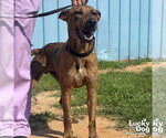 Small #2 Plott Hound Mix