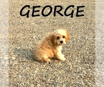 Small #1 Cavapoo
