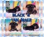 Small #3 French Bulldog
