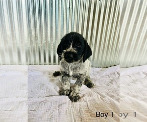 German Wirehaired Pointer Puppy for Sale in NASHPORT, Ohio USA