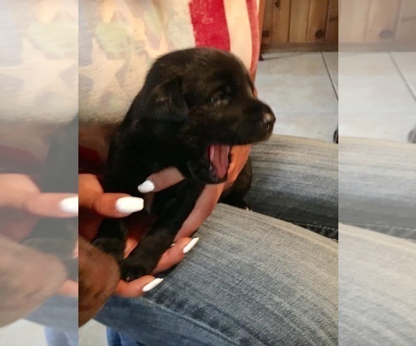 Medium Photo #3 Labrador Retriever Puppy For Sale in BANDERA, TX, USA