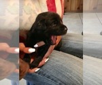 Small Photo #3 Labrador Retriever Puppy For Sale in BANDERA, TX, USA