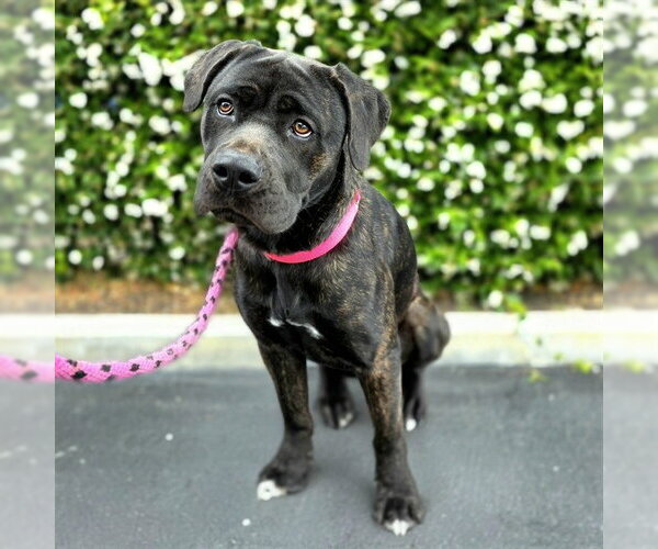 Medium Photo #3 Mastiff-Unknown Mix Puppy For Sale in Long Beach, CA, USA