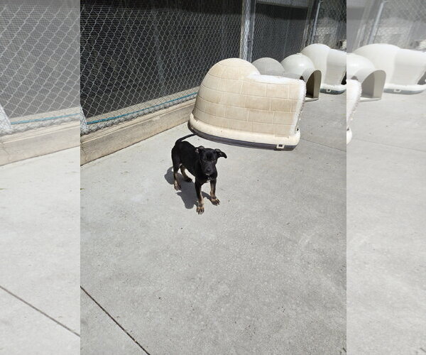 Medium Photo #2 Mutt Puppy For Sale in Maquoketa, IA, USA