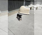 Small #1 Mutt