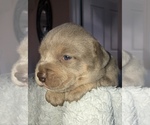 Small Photo #24 American Bully Puppy For Sale in CONCORD, CA, USA
