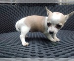 Small Photo #9 Chihuahua Puppy For Sale in LEBANON, NJ, USA
