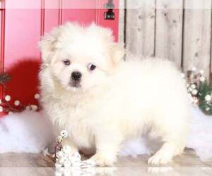 Zuchon Puppy for sale in MOUNT VERNON, OH, USA