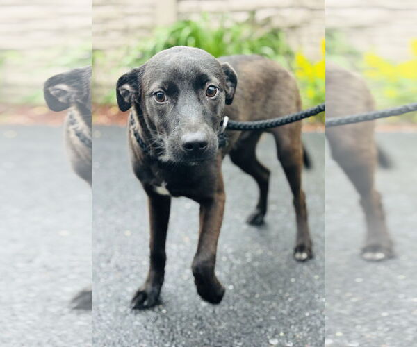 Medium Photo #1 Labrador Retriever-Unknown Mix Puppy For Sale in Sterling, MA, USA